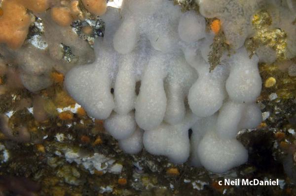 Photo of Eudistoma purpuropunctatum by <a href="http://www.seastarsofthepacificnorthwest.info/">Neil McDaniel</a>